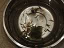 黑壳虾活体观赏花腰虾除藻虾辣椒蟹淡水鱼草缸虾苹果螺清洁虾工具 除藻黑壳虾30只送10只备损 实拍图