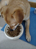 LEGENDSANDY蓝氏狗粮金毛柯基泰迪全犬种成犬幼犬荒野猎兔冻干犬粮250g 实拍图