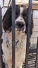 欢宠网狗绳3件套狗狗牵引绳狗项圈链子胸背带遛狗绳子中大型犬宠物用品 实拍图