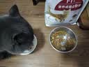 皇家成猫猫粮 营养均衡 F32 通用粮 1-7岁 2KG 实拍图