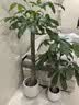 叹为观止大型植物发财树各种大颗盆栽开业乔迁客厅办公室内好养大型花卉 单杆发财树【1.1-1.3米】 含盆 实拍图