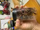 厨房四宝桂皮八角香叶辣椒组合调料家用大全调味料净重 厨房四宝(八角+桂皮+花椒+香叶)4瓶带瓶约重160g 实拍图