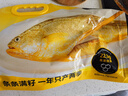 三都港 洄游季带籽黄花鱼净重1.1kg/条 大黄鱼 海鱼 生鲜鱼类 海鲜水产 实拍图