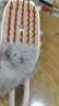 HELLOJOY猫梳子猫毛清理器宠物喷雾猫毛梳毛刷猫咪蒸汽按摩梳去浮毛免洗澡 实拍图