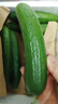 京鲜生山东精品嫩水果黄瓜 净1.6斤单果70g左右 水嫩精选幼瓜 源头直发 实拍图