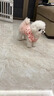 阿莫尔狗狗衣服公主风碎花蕾丝可牵引蓬蓬裙小型犬比熊可爱透气薄款夏季 粉色碎花-网纱蓬蓬裙【舒适透气带牵引扣】 M（建议5-8斤 参考胸围背长） 实拍图