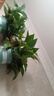 双盟绿萝盆栽除甲醛花卉绿植办公室新房净化空气180加仑4盆装源头直发 实拍图