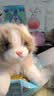 婴果小岛会叫的布偶猫仿真小猫咪玩偶背包双肩包毛绒玩具睡觉抱女孩子礼物 棕色布偶猫【可以喵喵叫】 45厘米 实拍图