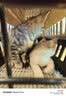 波奇多 宠物航空箱猫狗大容量空运箱 托运航空箱 小号(建议12斤内宠物) 实拍图