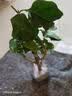 多色重瓣三角梅盆栽花苗耐寒老桩爬藤植物阳台庭院室内外好养花卉 精品多色 3年苗 实拍图