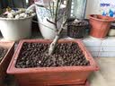 【冬季耐寒】日本海棠花苗盆栽室内绿植花卉观花庭院源头直发包邮 红宝石海棠 六年盆景苗 实拍图