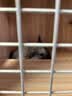 暮秋小主龙猫活物 龙猫活体幼崽宠物毛丝鼠亲人可爱家养网红活宠疫苗齐全 银斑弟弟【热度高】 实拍图