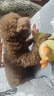 华元宠具（hoopet）狗狗玩具发声自嗨解闷毛绒玩偶黄鸭小狗磨牙神器耐咬逗狗宠物用品 实拍图