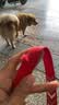 多尼斯（DOGNESS）狗狗牵引绳遛狗绳狗链子大中小型犬泰迪防爆冲宠物哈士奇柴犬 红M 实拍图
