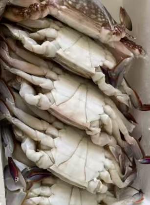 【冷冻】至鲜梭子蟹2.6斤/6-8只整只当季液氮冷冻3-5两/只吕四黄海海鲜螃蟹新鲜 实拍图