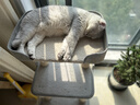 美士猫粮全护营养系列全价成猫猫粮三文鱼配方5kg 实拍图