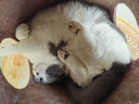 网易严选猫用薄荷饼干宠物幼猫成猫猫咪零食饼干薄荷味 95克*8罐 实拍图