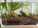 鱼缸懒人水草植物淡水有茎草缸造景水族箱中后景水族套餐包邮 大叶绿九冠2颗（送水草沉底杯） 实拍图
