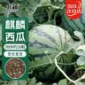北蔬 西瓜种子种苗冰糖麒麟8424盆栽西瓜籽 冰糖麒麟瓜种子约150粒 实拍图