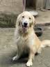 台派狗粮冻干四拼小中大型犬金毛萨摩成犬幼犬通用型狗干粮20kg 实拍图