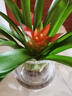 SUNKAI鸿运当头盆栽凤梨水培花卉带花发货室内办公室桌面绿植 红星水培玻璃圆球 实拍图