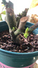 玫瑰花苗老桩绿植物盆栽月季蔷薇老根室内外阳台庭院特大花卉四季 21紫玫瑰（老桩苗四季开花） 实拍图