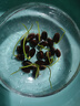碗莲种子睡莲根快水培花卉绿植盆栽荷花睡莲子种子四季播种开花 混色碗莲30粒+营养液+玻璃盆 实拍图