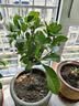 桂花树苗盆栽室内四季桂花卉植物金桂丹桂庭院大树浓香型绿植开花 四季桂花高20-30cm高左右【原土球发货】 实拍图