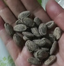 每果时光吊瓜子500g瓜蒌子奶油味瓜籽坚果炒货休闲零食罐装 实拍图