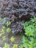 先正达阿特赛10%顺式氯氰菊酯强力灭蚊子苍蝇杀虫剂除蟑螂药1L 晒单实拍图