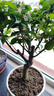 花翁海棠花盆栽树苗重瓣长寿冠盆景老桩庭院阳台绿植室内花卉源头直发 实拍图