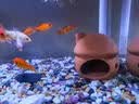 派乐特 鱼缸造景装饰躲避屋异型鱼繁殖陶罐摆件虾窝 蘑菇 实拍图