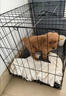 宠乐乖（CHONGLEGUAI）狗笼猫笼狗笼子中小型犬带厕所幼犬折叠便携猫笼子猫咪兔笼600ZG 实拍图