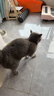 猫乐适猫咪泌尿道处方粮猫粮TS4尿道结石膀胱炎症尿闭尿血减少结石 TS4泌尿道处方猫粮 1.5kg*2袋 赠泌尿罐头 实拍图
