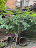 德沃多植物营养土50L复合基质绿植花肥料种菜土壤多肉土花土盆栽种植土 实拍图