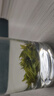 贡苑【2026新茶明前头采头芽】小叶苦丁茶特级四川峨眉山嫩芽90g 实拍图