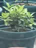 爱丽思（IRIS）特大号圆形花盆种树庭院超大加厚大盆景树木无花果蓝莓果树种植盆 17号绿色 约50L（口径51cm） 实拍图