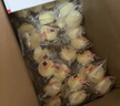 港荣蒸蛋糕奶香900g面包零食早餐饼干嫩鸡蛋西式糕点心甜品礼品盒物箱 实拍图