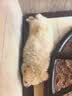 混血博美幼犬活物犬纯白聪明小体宠物狗真狗茶杯犬超萌 混血级 博美混血+公 晒单实拍图