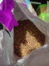 伟嘉猫粮成猫夹心粮 全价粮吞拿鱼1.3kg布偶蓝猫橘猫加菲英短猫咪 实拍图