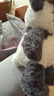 babycare熊猫安抚玩偶睡眠婴儿宝宝睡觉毛绒玩具新生儿见面礼盒生日礼物 实拍图