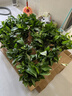 双盟绿萝盆栽除甲醛花卉绿植办公室新房净化空气180加仑4盆装源头直发 实拍图