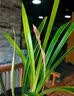 怡家彤乐兰花肥料专用肥植物黄叶黑斑促开花素营养液多箭素浓缩催花肥 1瓶【500ml】 实拍图