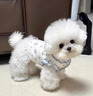 阿莫尔狗狗衣服公主风碎花蕾丝可牵引蓬蓬裙小型犬比熊可爱透气薄款夏季 粉色碎花-网纱蓬蓬裙【舒适透气带牵引扣】 M（建议5-8斤 参考胸围背长） 实拍图