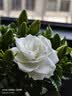 京云梦栀子花盆栽花卉开学绿植阳台好养四季开花懒人盆景甜甜圈源头直发 实拍图