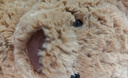 Jellycat巴塞罗熊动物毛绒玩偶儿童安抚公仔小熊潮玩送礼七夕情人节礼物 浴袍巴塞罗熊 Medium 实拍图