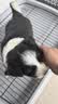 贝初众狗窝狗垫子猫窝四季通用中小型犬狗床可拆洗狗狗睡垫春季猫狗窝 绿色-50*40cm（建议8斤内） 实拍图