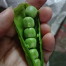 中鲜生 云南新鲜豌豆 甜豌豆新鲜蔬菜现摘豆角 净重4.5斤【好划算】鲜嫩饱满 实拍图