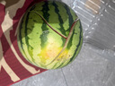 京鲜生 麒麟无籽西瓜 1粒装 净重5-7斤 生鲜水果 实拍图