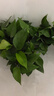 双盟绿萝盆栽除甲醛花卉绿植办公室新房净化空气 120款10盆源头直发 实拍图